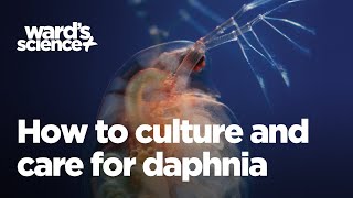 Caring and Culturing for Daphnia [upl. by Wellington290]