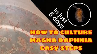 How to Culture Magna Daphnia Easily [upl. by Einamrej]