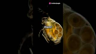 How to culture Daphnia for your Aquarium [upl. by Naired301]