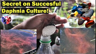 How to Culture Daphnia Successfully [upl. by William934]