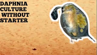 HOW TO CULTURE DAPHNIA NATURALLY WITHOUT A STARTER [upl. by Digirb]