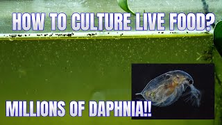 How to Culture Daphnia Secret Method to Breed MILLIONS  Simply Aquatic [upl. by Nelle]