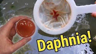 How I Culture Daphnia In Outdoor Tubs [upl. by Elsey]