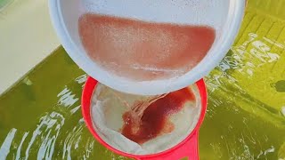 How to culture daphnia  Daphnia culture  How to grow daphnia outdoor [upl. by Repsag]