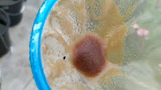 How to culture daphnia moina in a small container Part 1 English Subtitle [upl. by Kroy656]