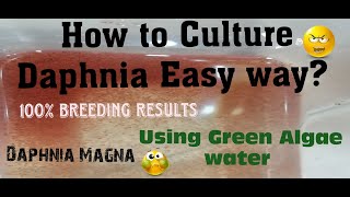 Daphnia MagnaHow to Culture Daphnia Easy wayCulturing Daphnia using Green water Daphnia [upl. by Neilla]