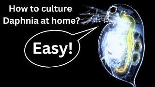 BEST Live Fish Food Beginner guide How to Culture Daphnia at home [upl. by Airogerg285]