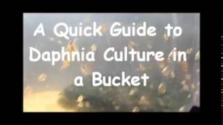 How to culture daphnia outside [upl. by Chip246]