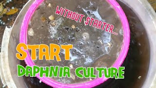 How to culture daphnia moina the easy way 1  Starting the Daphnia culture [upl. by Aihseym]