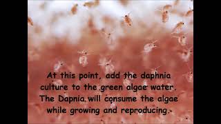 Daphnia  How to grow daphnia in your home [upl. by Aitercal]