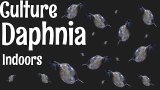 How to Culture Daphnia [upl. by Annas413]