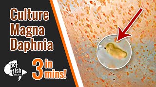 How to culture DAPHNIA MAGNA  The easy way [upl. by Estella]