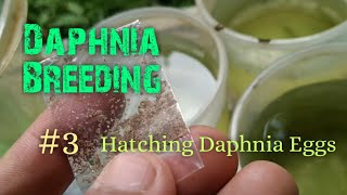 Daphnia Culture made simple and easy 3  Hatching Daphnia eggs [upl. by Treiber832]