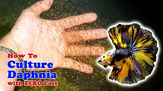 How to Culture Daphnia with ZERO Cost  Unlimited Live Food For Our Fish [upl. by Atiken]