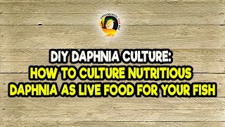 DIY Daphnia Culture How to Culture Nutritious Daphnia as Live Food for Your Fish [upl. by Sirromal]