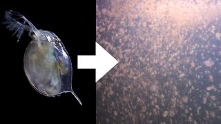 How I Culture Daphnia [upl. by Docila75]