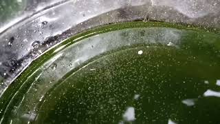 DAPHNIA MOINA CULTURE IN A SMALL BUCKET [upl. by Annunciata]