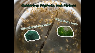 How To Culture Daphnia and Moinas using Green Water Spirulina powder [upl. by Oterol]