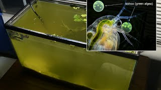 Raising Daphnia for the Freshwater Aquarium [upl. by Mit960]