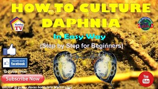 HOW TO CULTURE DAPHNIA In Easy Way [upl. by Enitnemelc872]